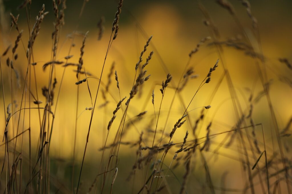 flowers, bloom, fall, prairie, beautiful flowers, flower background, flora, floral, flower wallpaper, nature